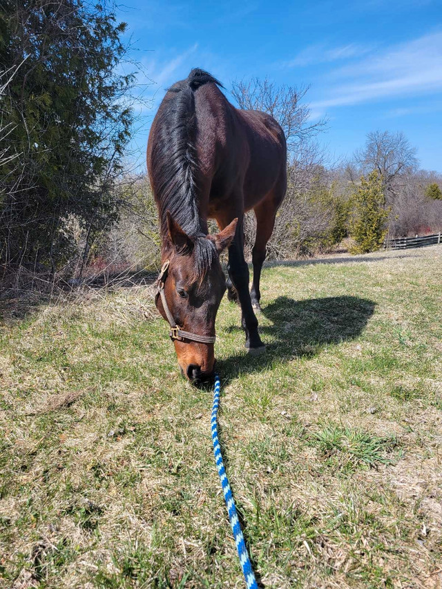 20 year old stbd gelding avail for part board on or lease in Horses & Ponies for Rehoming in Peterborough - Image 2