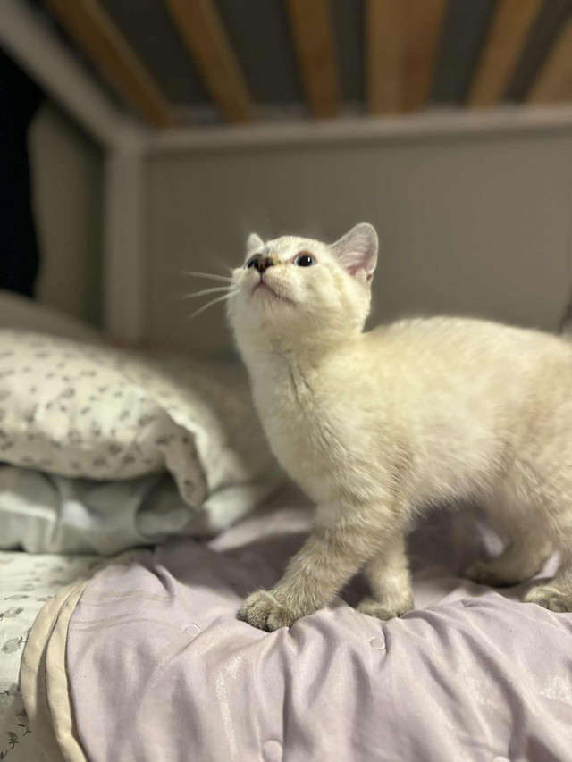 kitty  ragdoll  in Cats & Kittens for Rehoming in Richmond