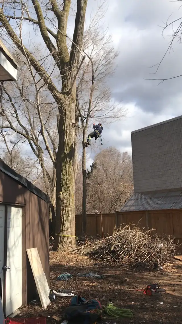 ****TREE REMOVAL, TREE TRIMMING, STORM DAMAGE*** in Lawn, Tree Maintenance & Eavestrough in City of Toronto - Image 11
