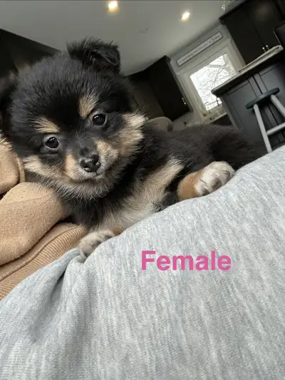 Pomchi puppies, View more