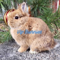 NETHERLAND DWARF,  LIONHEAD, HOLLAND LOP, MINI REX BUNNIES Gatineau Ottawa / Gatineau Area Preview