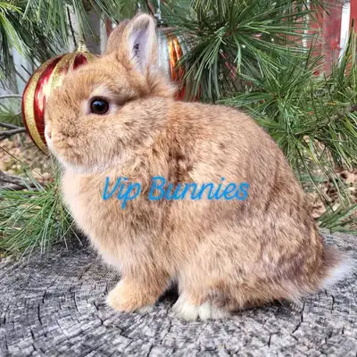 NETHERLAND DWARF,  LIONHEAD, HOLLAND LOP, MINI REX BUNNIES, View more