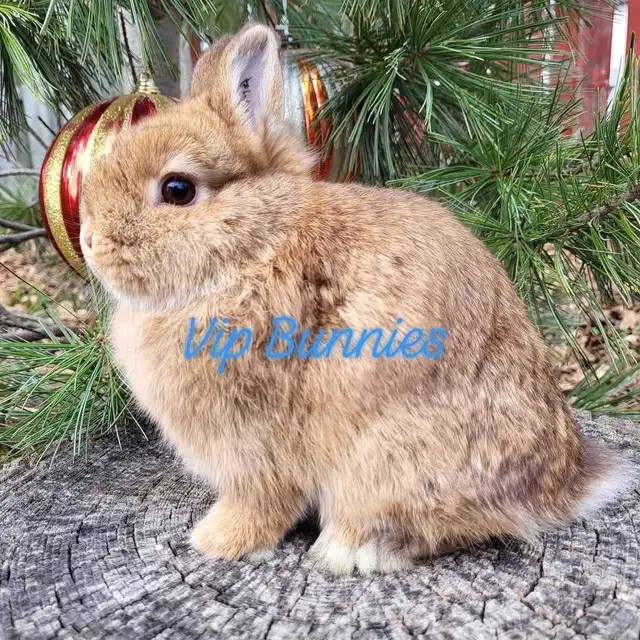 NETHERLAND DWARF,  LIONHEAD, HOLLAND LOP, MINI REX BUNNIES in Small Animals for Rehoming in Gatineau - Image 2
