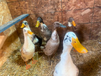 ISO female ducks