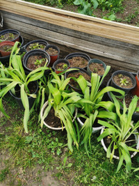 Daylily plants for sale