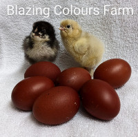 Book for 2024!!!  CHICKS- Colourful egg heritagbreeds.  Delivery