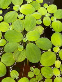 Dwarf Water Lettuce (Pistia stratiotes)