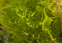 Aquarium Plants- Christmas Moss and Pearl Weed