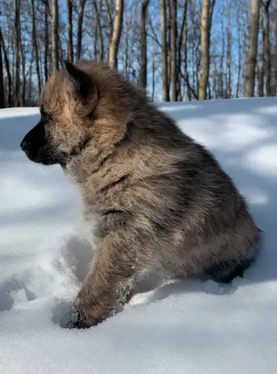 Wild looking blend of Shepherds and Huskies!!! Bred to be the ultimate in intelligence and obedience...