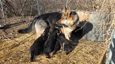 2 female German Shepherd Puppies available. Parents are great farm and family dogs. Text or call: 20...