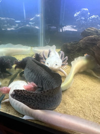 6 Axolotls breedable & 75 gallon aquarium tank +table/acessories