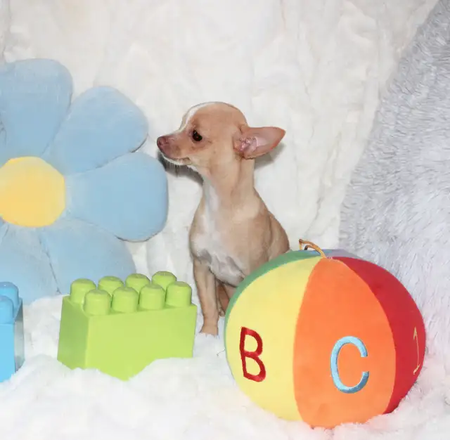 VENDU Chihuahua❤Mâle Blond ❤️Protection100%.Garantie in Dogs & Puppies for Rehoming in Laval / North Shore - Image 8