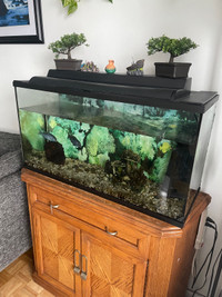 30 gallon aquarium