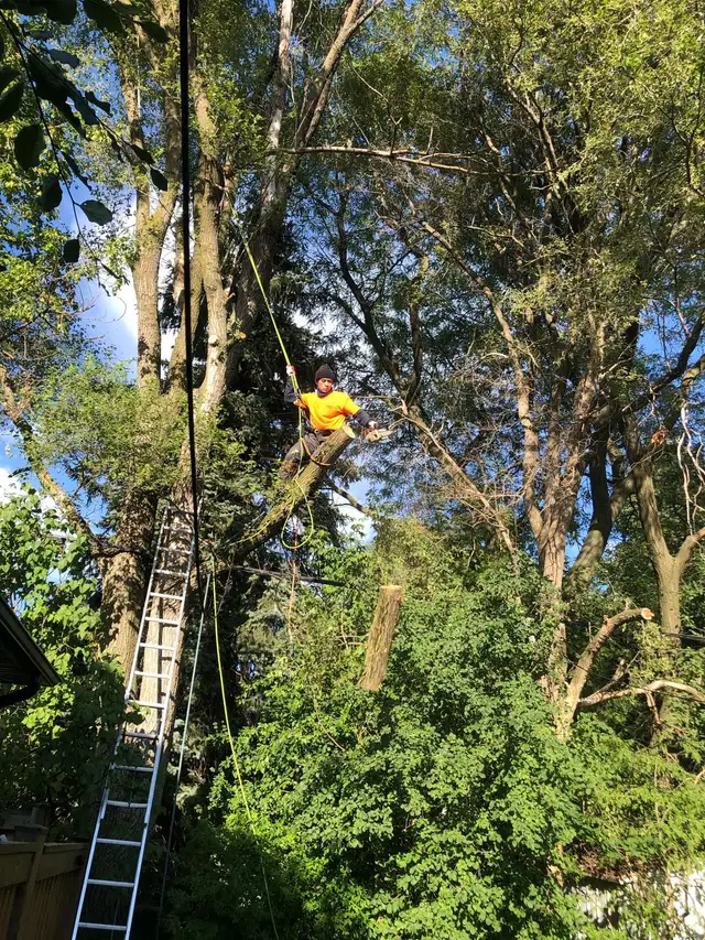 TOP-RATED TREE SERVICE IN GTA – FAST, SAFE & AFFORDABLE! in Lawn, Tree Maintenance & Eavestrough in City of Toronto - Image 3