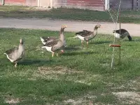 3 male Toulouse geese