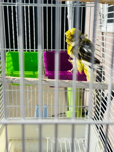 Canary Brid , View more