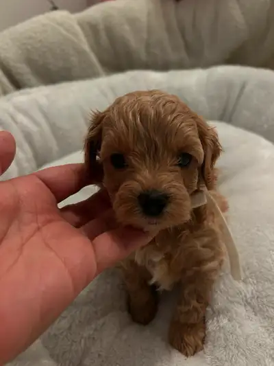 Beautiful maltipoo puppies (poodle/Maltese), View more