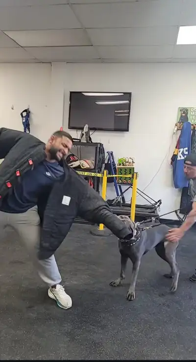 Dog Training Markham – Board & Train | Leash Reactivity, Aggress, View more