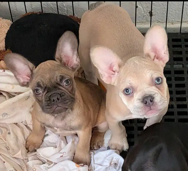 French Bulldogs for sale (ready to go!) in Dogs & Puppies for Rehoming in Delta/Surrey/Langley - Image 6