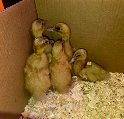 I have 5 - one week old buff orpington ducklings located in NE Edmonton 15 each