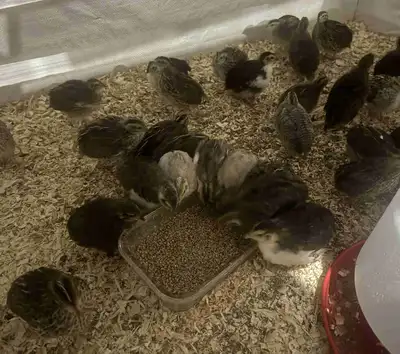 Quail 4 weeks, View more
