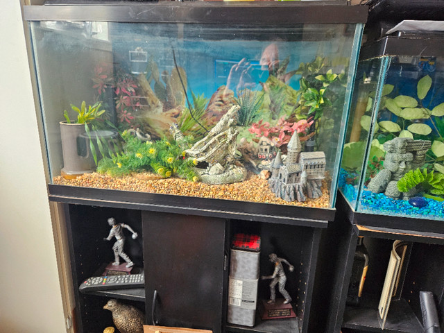 fish tanks and stand in Accessories in Lethbridge