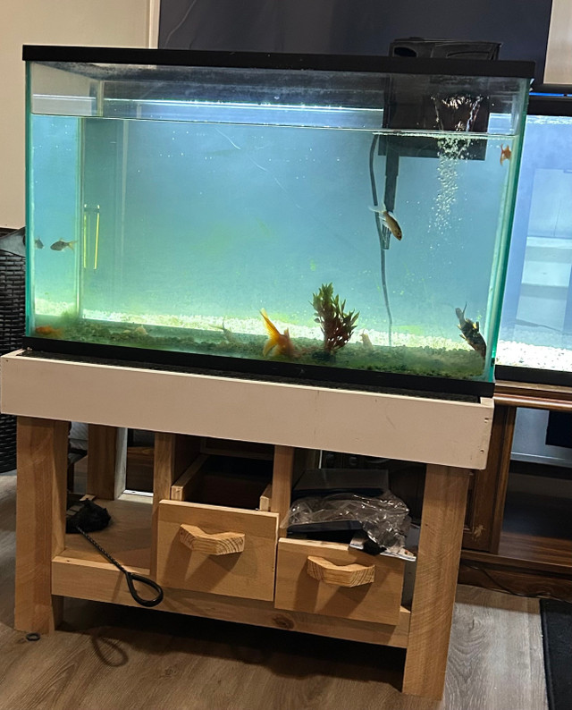 30 gallon fish tank and stand | Fish for Rehoming | Bridgewater | Kijiji