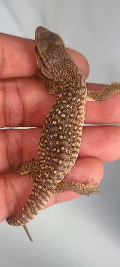 Baby Savannah Monitor, View more