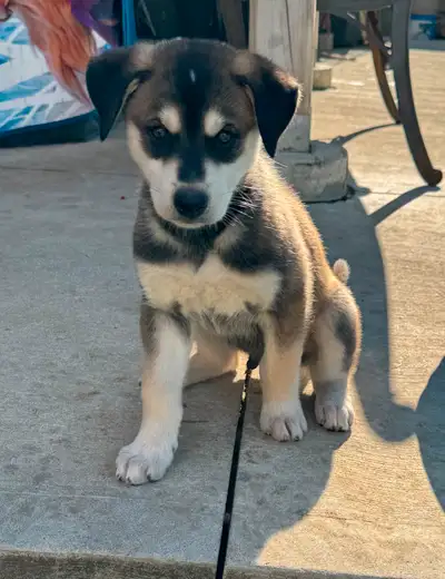 Siberian Husky-Aussie Shepard-Black Lab Puppies for Sale, View more