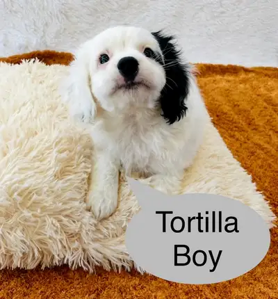 So Lovely Cavapoo puppys, View more