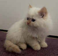 Male Part Himalayan kittens for sale