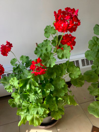 Indoor/outdoor plant