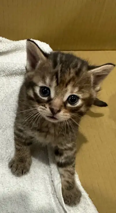 chatons kittens here!, View more