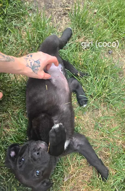 Puppies Lab x corso x husky, View more