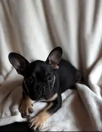 Fully vaccinated Black & tan female french bulldog puppies