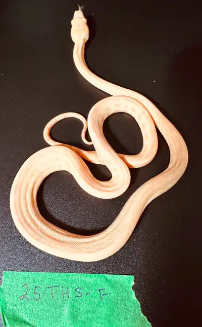 2025 Tiger, Hypo Sunglow Carpet Pythons., View more