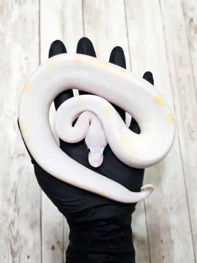 (Possible Orange Dream and/or Pastel) Pairing was Pastel Super Fire x Orange Dream Fire TH Pied, Hyp...