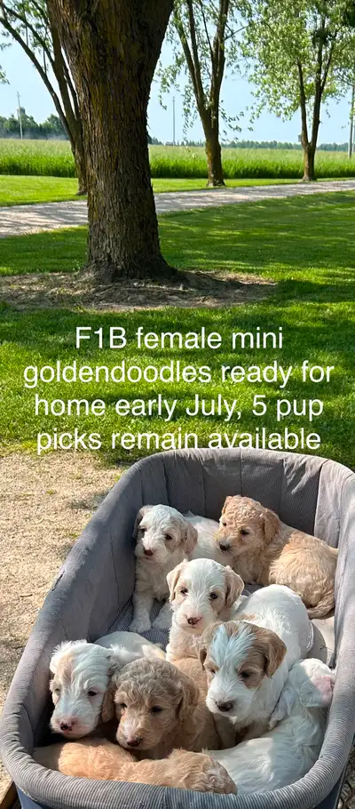 ❤️Mini F1B goldendoodles ready for home July. F1 small / medium goldendoodles ready for home in July...