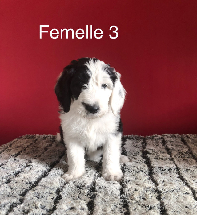 berger anglais croisé caniche royal (sheepadoodle) dans Chiens et chiots à adopter  à Laval/Rive Nord