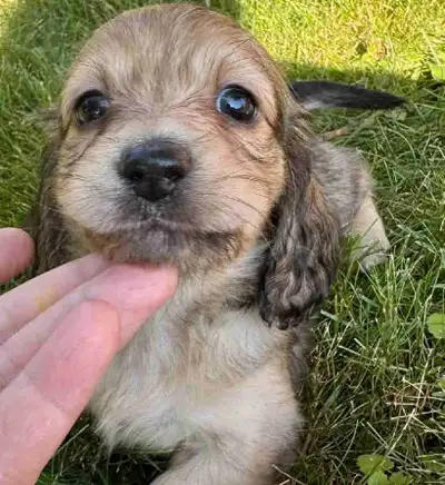 QUALITY BRED MINI LONGHAIR DACHSHUNDS , View more