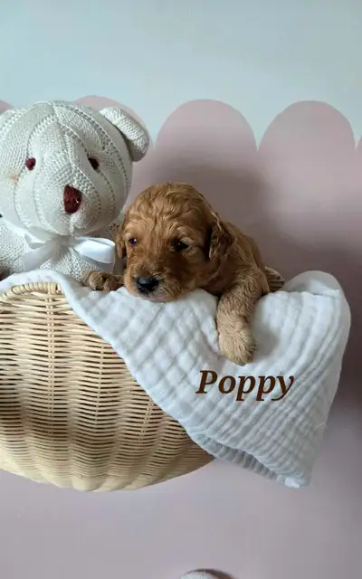 Adorable Mini Goldendoodle Puppies - ready Sept 3rd!, View more