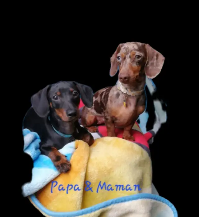 Teckel miniature in Dogs & Puppies for Rehoming in Laval / North Shore - Image 9