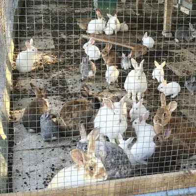 LAPEREAUX BÉBÉ LAPINS, View more
