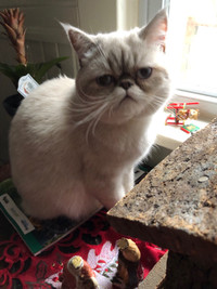 Exotic blue point persian female 