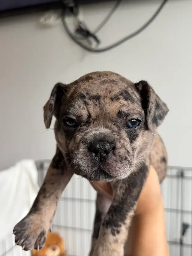 French Bulldog Puppies | Ready Soon | Pre-Booking in Dogs & Puppies for Rehoming in Kelowna - Image 10