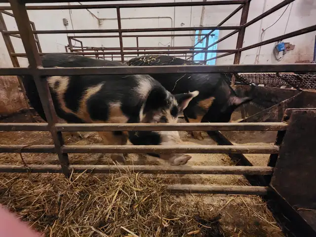 Breeding or Butcher Gilts in Livestock in Saskatoon - Image 3