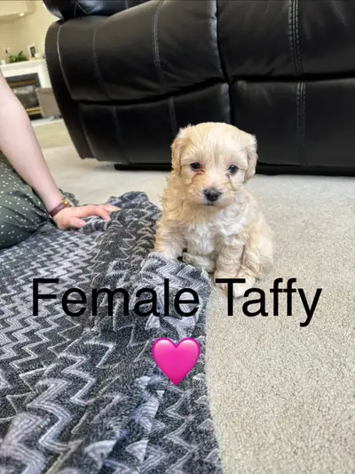 maltipoo puppies, View more