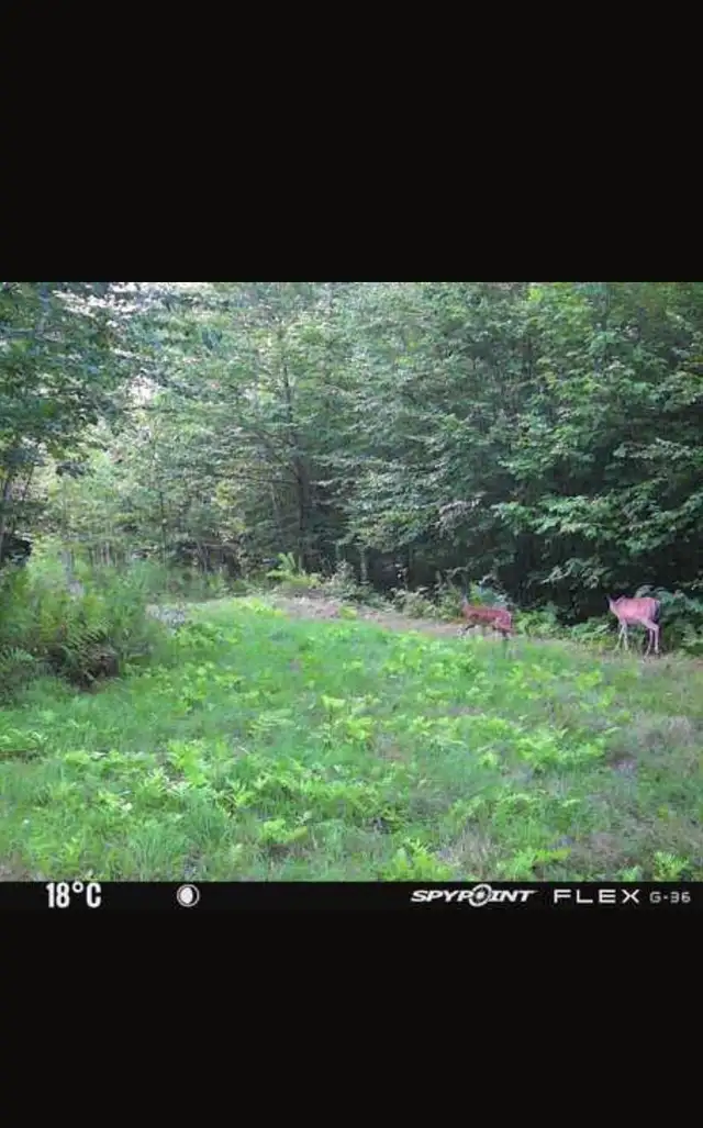 55 acres – Terre à bois à louer – Zone 4 – Cerfs et orignaux in Quebec in Canada - Image 6