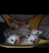 Siamese/Ragdoll kittens