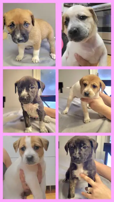 Valentines Puppies ready for love, View more